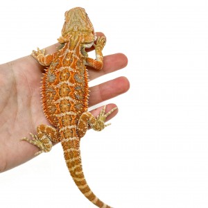 Pogona vitticeps (Femelle...