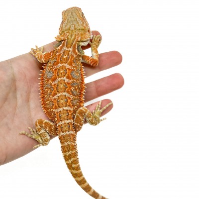 Pogona vitticeps (Femelle juvéniles M)  MIX COLOR - Agame barbu