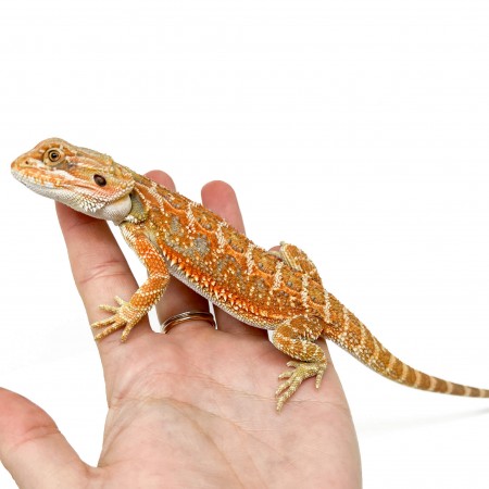 Pogona vitticeps (Femelle juvéniles M)  MIX COLOR - Agame barbu