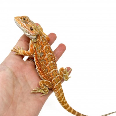 Pogona vitticeps (Femelle juvéniles M)  MIX COLOR - Agame barbu