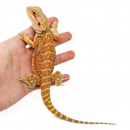 Pogona vitticeps (Femelle juvéniles M)  MIX COLOR - Agame barbu