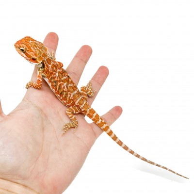 Pogona vitticeps (Femelle juvéniles M)  MIX COLOR - Agame barbu