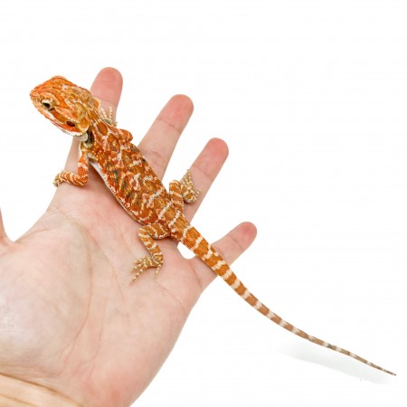 Pogona vitticeps (Femelle juvéniles M)  MIX COLOR - Agame barbu