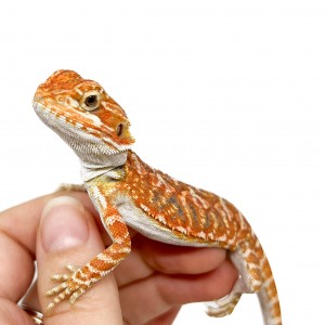 Pogona vitticeps (Femelle...