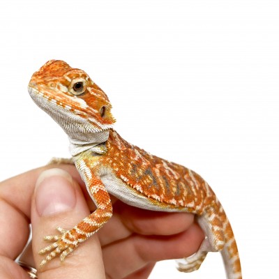 Pogona vitticeps (Femelle juvéniles M)  MIX COLOR - Agame barbu