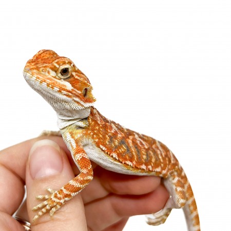Pogona vitticeps (Femelle juvéniles M)  MIX COLOR - Agame barbu
