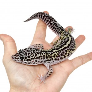 Eublepharis macularius...