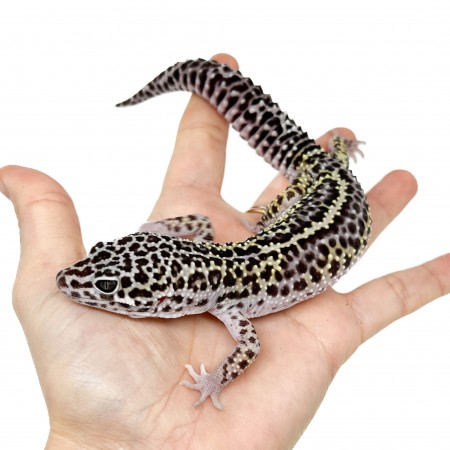 Eublepharis macularius "Snow Stripe" - Gecko léopard