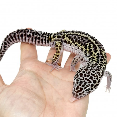 Eublepharis macularius "Snow Stripe" - Gecko léopard