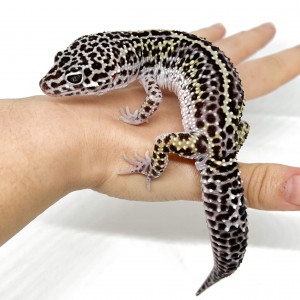 Eublepharis macularius...