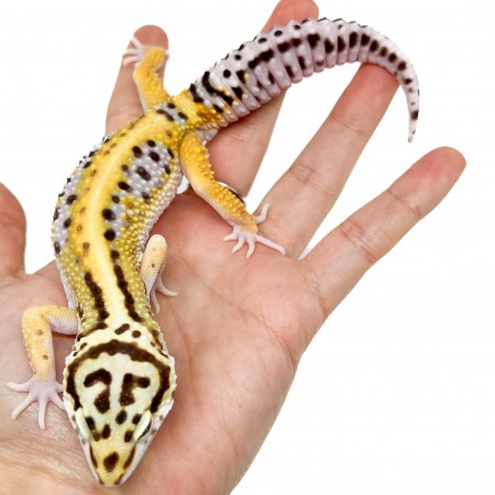 Eublepharis macularius "Stripe" - Gecko léopard