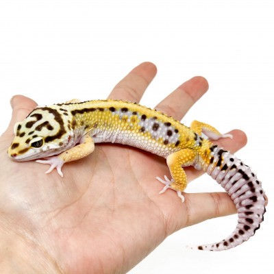 Eublepharis macularius "Stripe" - Gecko léopard