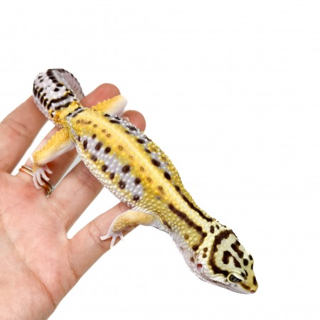 Eublepharis macularius "Stripe" - Gecko léopard