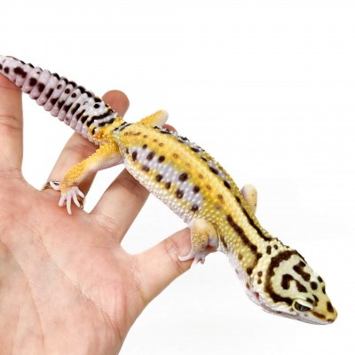Eublepharis macularius "Stripe" - Gecko léopard