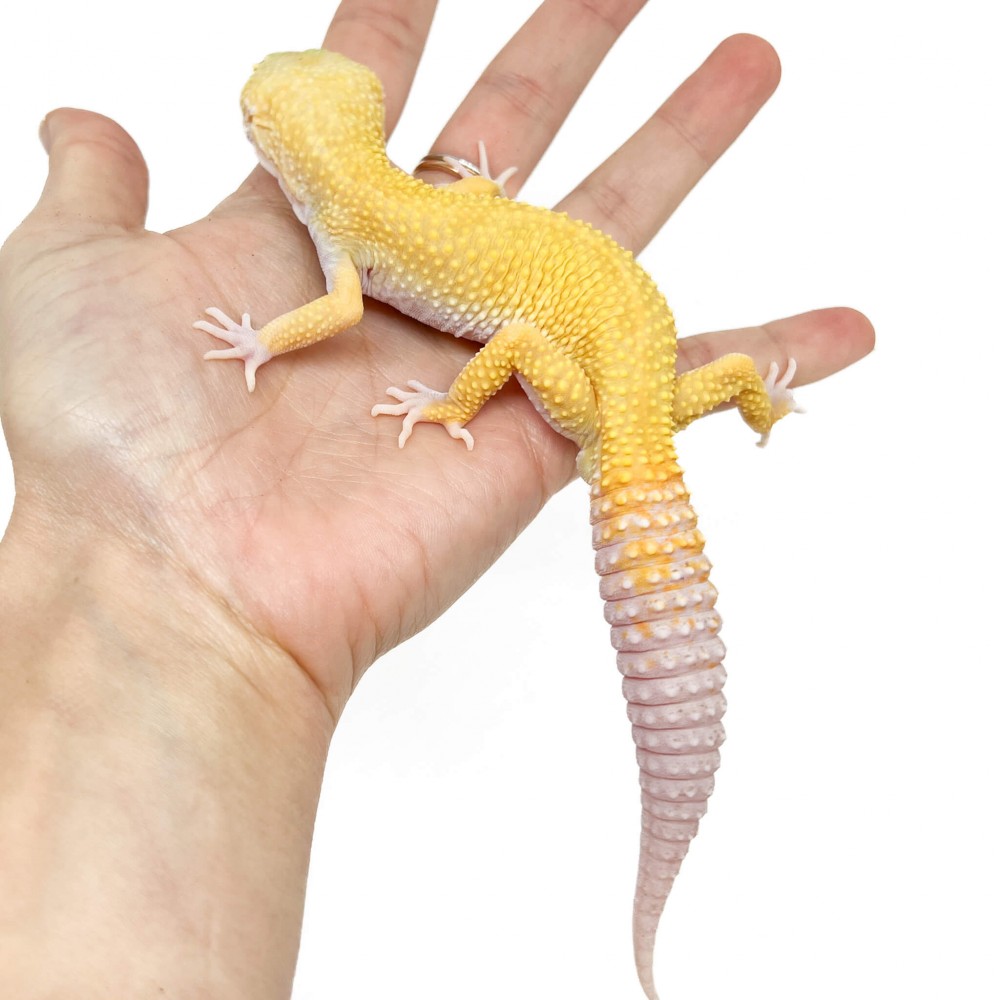 Eublepharis macularius "Murphy Albinos" - Gecko léopard