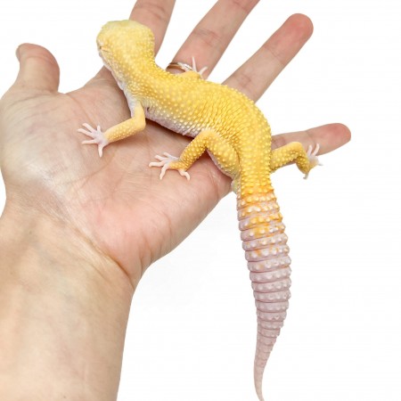 Eublepharis macularius "Murphy Albinos" - Gecko léopard