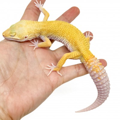 Eublepharis macularius "Murphy Albinos" - Gecko léopard