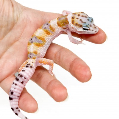 Eublepharis macularius "WY Snow" - Gecko léopard