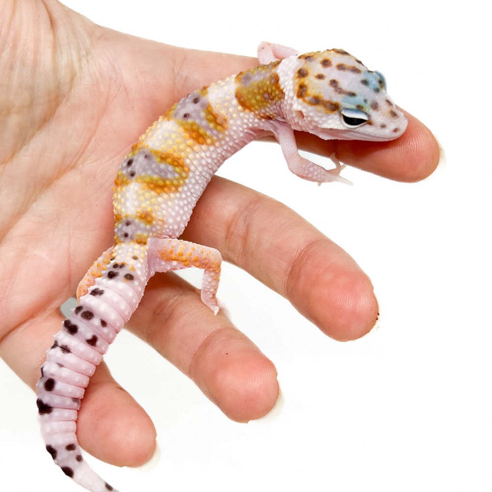 Eublepharis macularius "WY Snow" - Gecko léopard