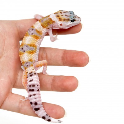 Eublepharis macularius "WY Snow" - Gecko léopard