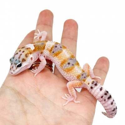 Eublepharis macularius "WY Snow" - Gecko léopard
