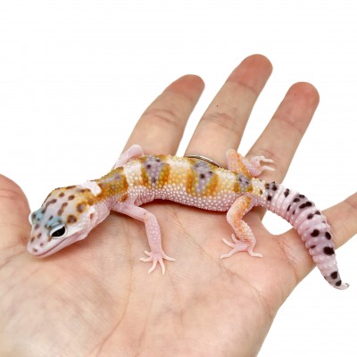 Eublepharis macularius "WY Snow" - Gecko léopard
