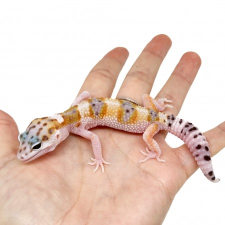 Eublepharis macularius "WY Snow" - Gecko léopard