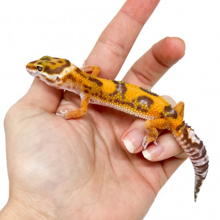 Eublepharis macularius "Jungle albinos" - Gecko léopard