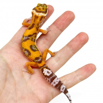 Eublepharis macularius "Jungle albinos" - Gecko léopard
