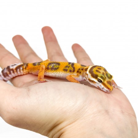 Eublepharis macularius "Jungle albinos" - Gecko léopard
