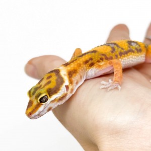 Eublepharis macularius...