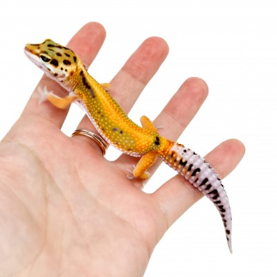 Eublepharis macularius "Red Stripe" - Gecko léopard