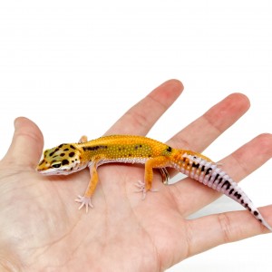 Eublepharis macularius "Red...