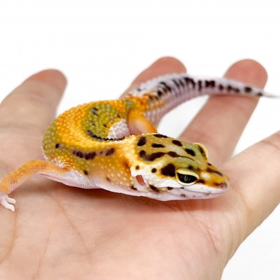 Eublepharis macularius "Red Stripe" - Gecko léopard