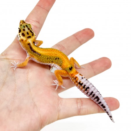 Eublepharis macularius "Red Stripe" - Gecko léopard