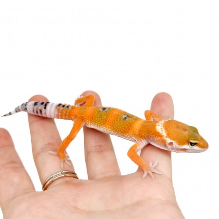 Eublepharis macularius "Super hypo tangerine Carrot Tail" - Gecko léopard