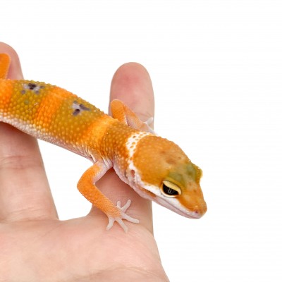 Eublepharis macularius "Super hypo tangerine Carrot Tail" - Gecko léopard