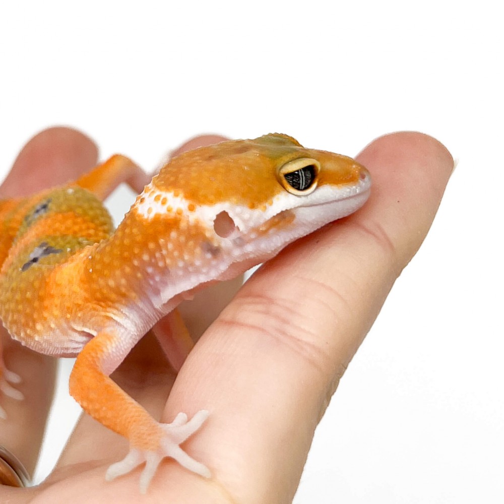 Eublepharis macularius "Super hypo tangerine Carrot Tail" - Gecko léopard