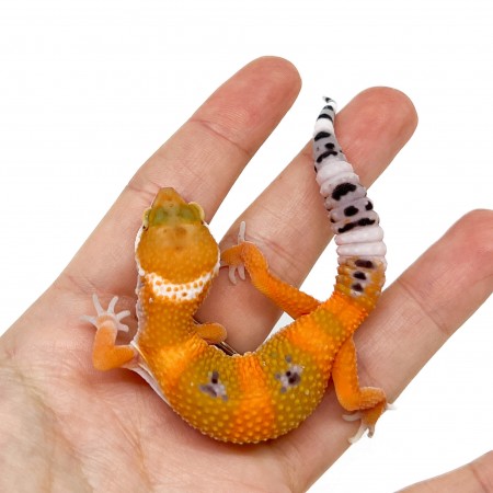 Eublepharis macularius "Super hypo tangerine Carrot Tail" - Gecko léopard