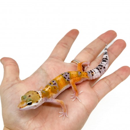 Eublepharis macularius "Hypo tangerine" - Gecko léopard