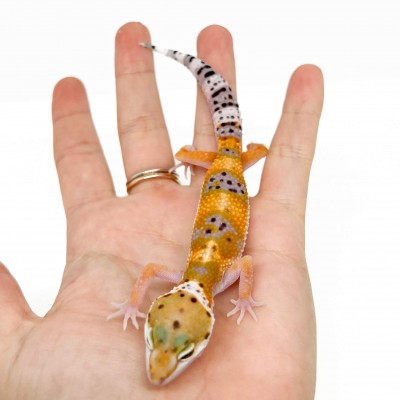 Eublepharis macularius "Hypo tangerine" - Gecko léopard