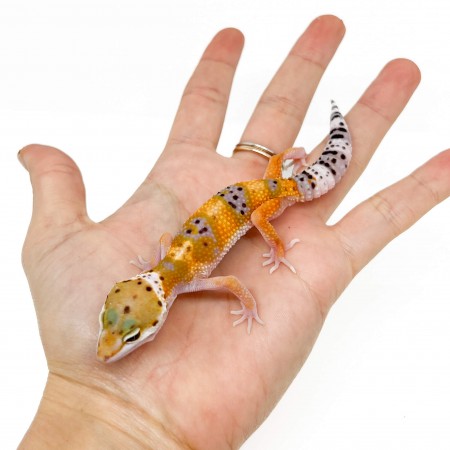 Eublepharis macularius "Hypo tangerine" - Gecko léopard