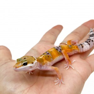 Eublepharis macularius...