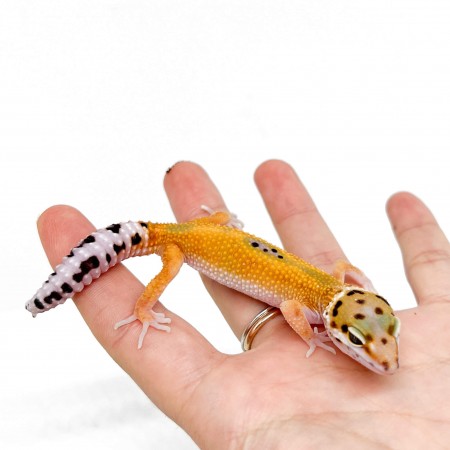 Eublepharis macularius "Tangerine Reverse Stripe" - Gecko léopard