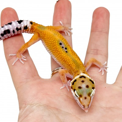 Eublepharis macularius "Tangerine Reverse Stripe" - Gecko léopard
