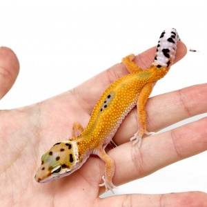 Eublepharis macularius...