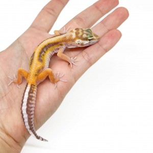 Eublepharis macularius...