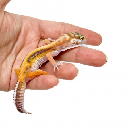 Eublepharis macularius "Snow Stripe Albinos" - Gecko léopard