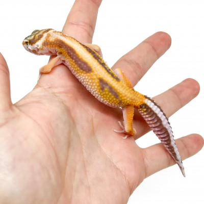 Eublepharis macularius "Snow Stripe Albinos" - Gecko léopard