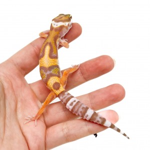 Eublepharis macularius...